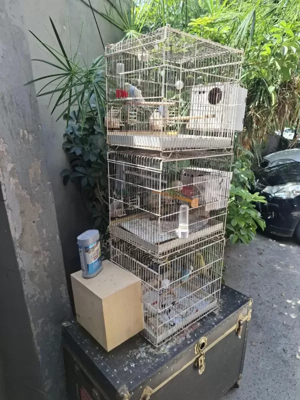 Sağlıklı Muhabbet Kuşlar