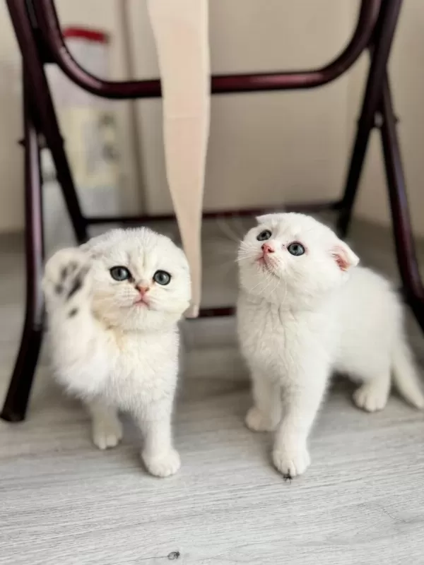 Kendi Kedimin Yavruları