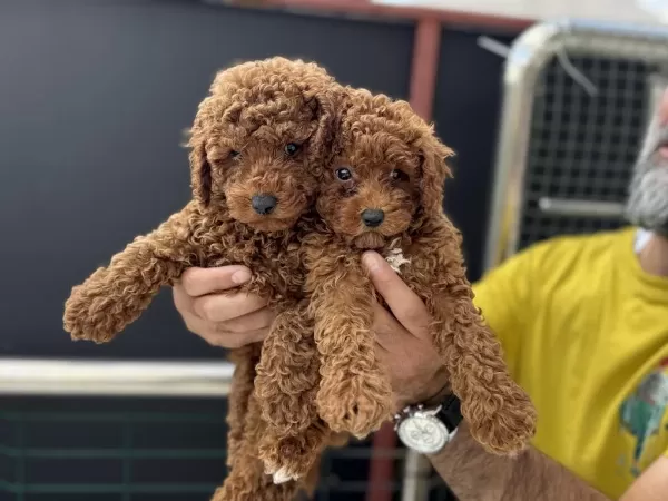 Show Kalite Redbrown Kore Toy Poodle Yavrular