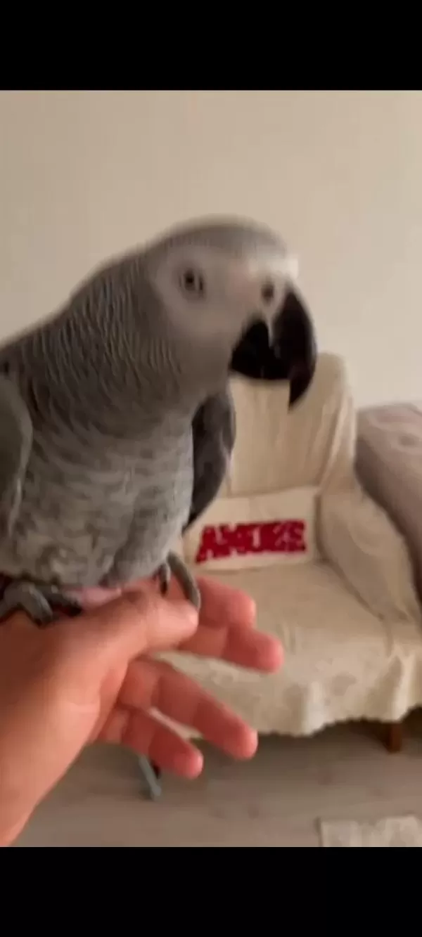 Jako Papağanı Evcil Ele Kola Gelen