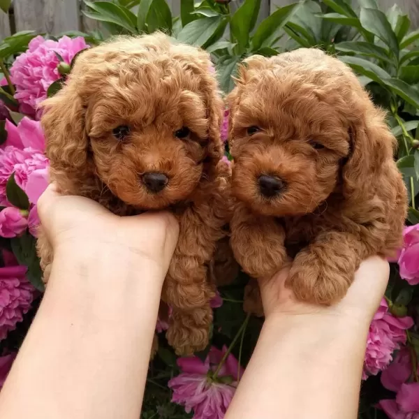Toy Poodle Yavrulari
