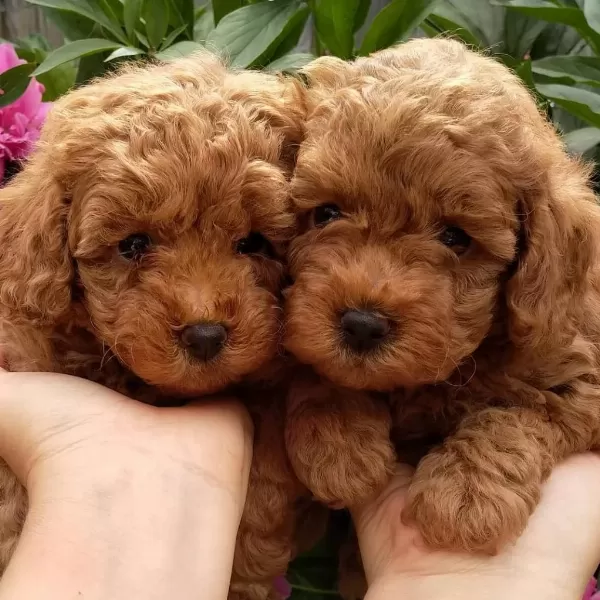 Toy Poodle Yavrulari