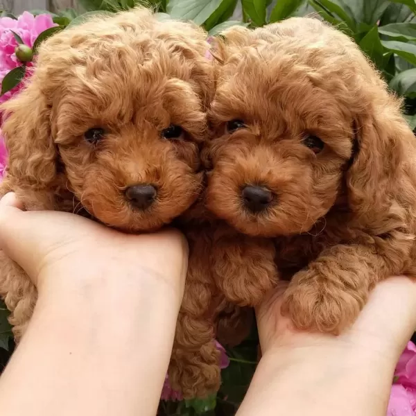 Toy Poodle Yavrulari