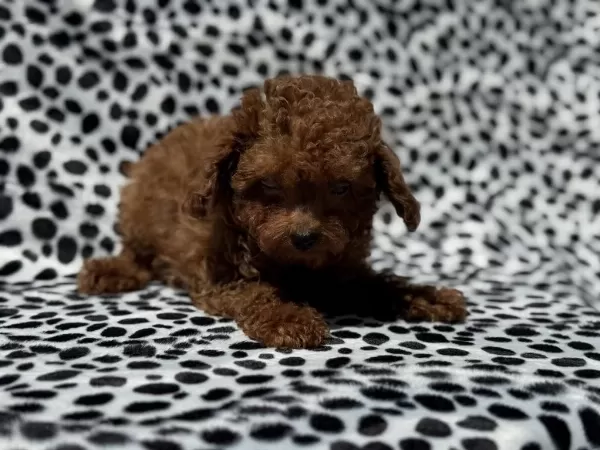 Show Kalite Tea Cup Kore Poodle Yavrularımız