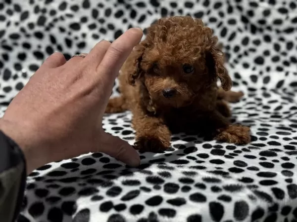 Show Kalite Tea Cup Kore Poodle Yavrularımız