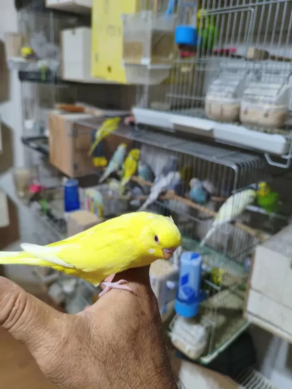 Ele Alıştırmalık Muhabbet Kuşu