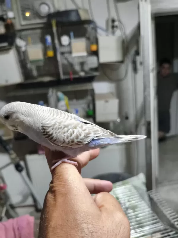 Ele Alıştırmalık Muhabbet Kuşu