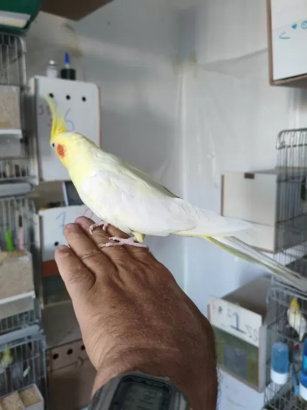 Ele Alıştırma Sultan Papağanlar