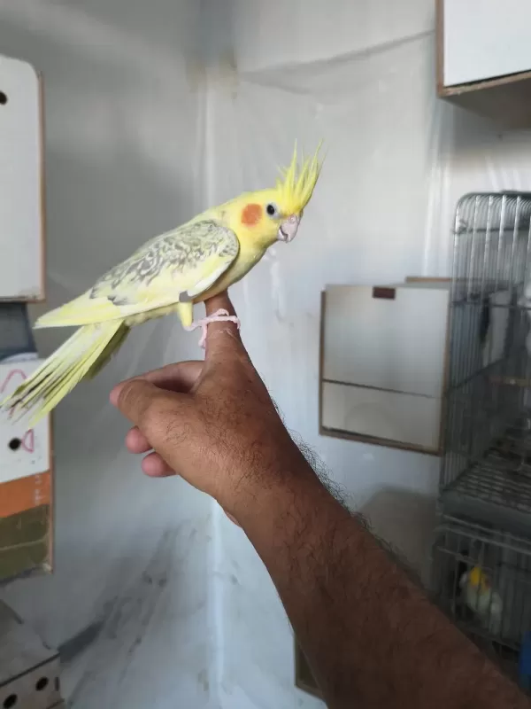 Ele Alıştırma Sultan Papağanlar