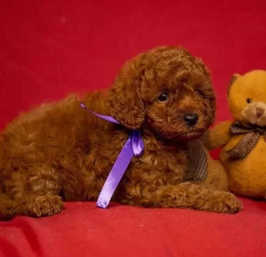 İrk Garantili Toy Poodle Yavrulari