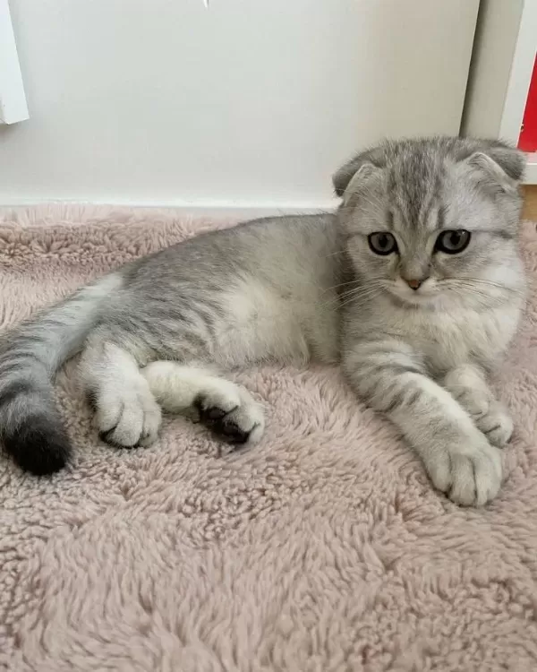 Scottish Fold British Siyam Yavru Çeşitler Mevcuttur
