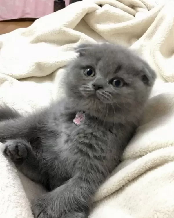 Scottish Fold British Siyam Yavru Çeşitler Mevcuttur
