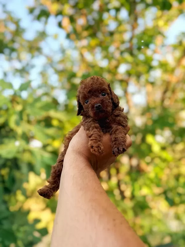 Dişi Erkek Sağlık Garantili Bebek Surat Toy Poodle