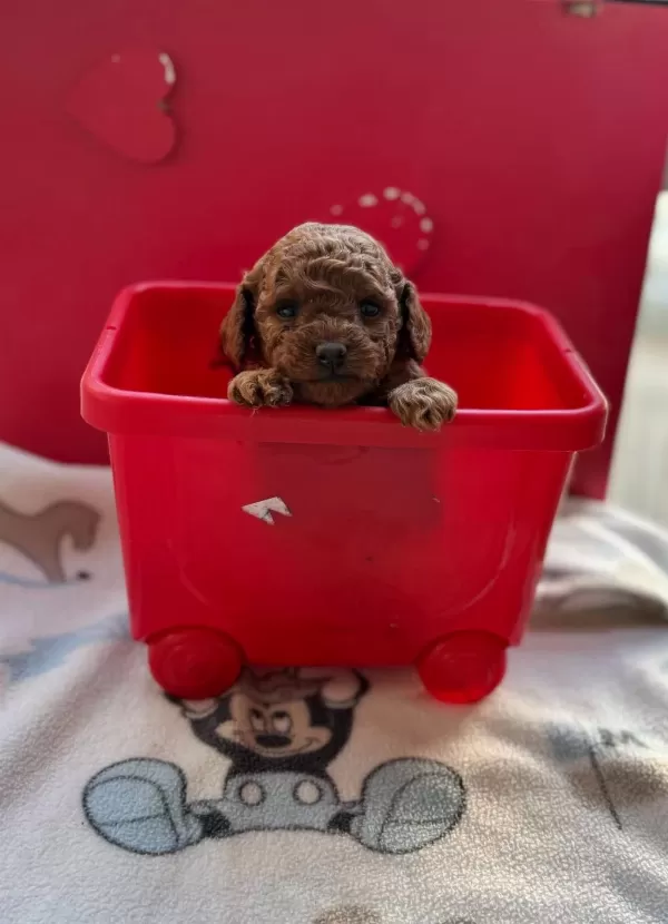 Dişi Erkek Sağlık Garantili Bebek Surat Toy Poodle