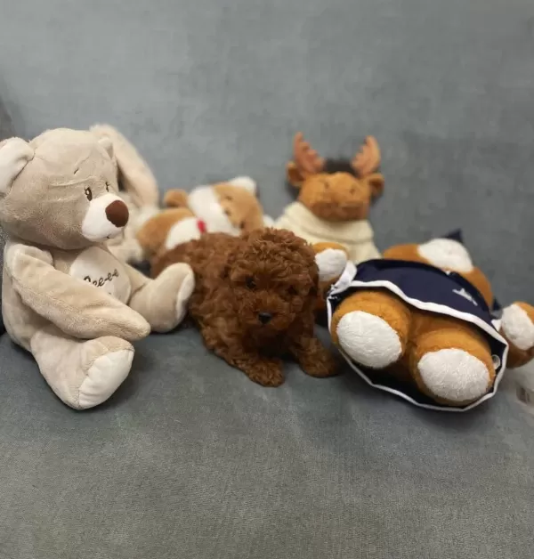 Dişi Erkek Sağlık Garantili Bebek Surat Toy Poodle
