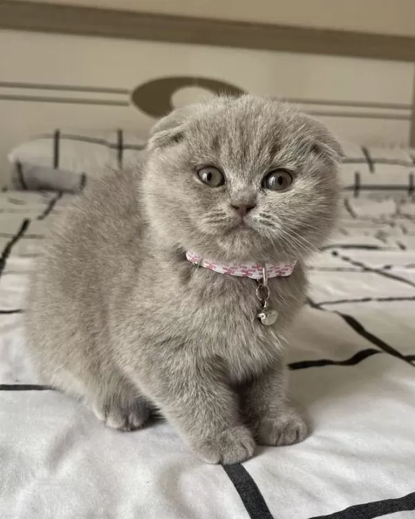 Scottish Fold British Siyam Yavru Çeşitler Mevcuttur