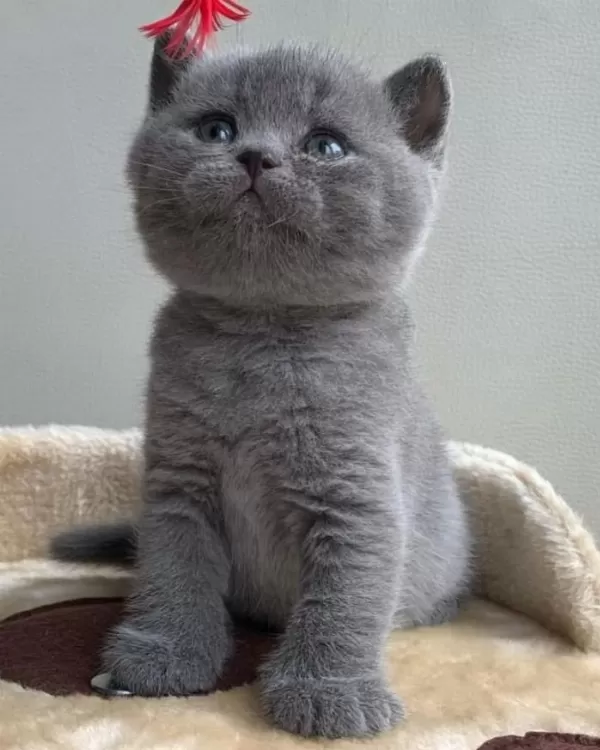 Scottish Fold British Siyam Yavru Çeşitler Mevcuttur