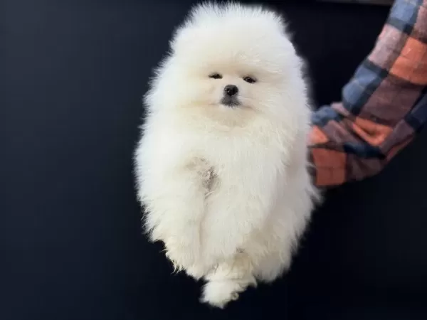 Petmode Köpek Çiftliğinde Ziyarete Açık Pomeranian