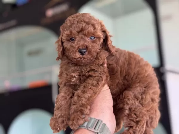 Petmode Köpek Çiftliğinde Ziyarete Açık Toy Poodle