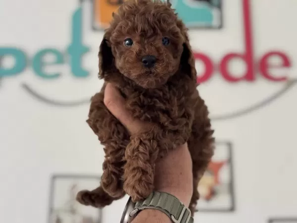Petmode Köpek Çiftliğinde Ziyarete Açık Toy Poodle