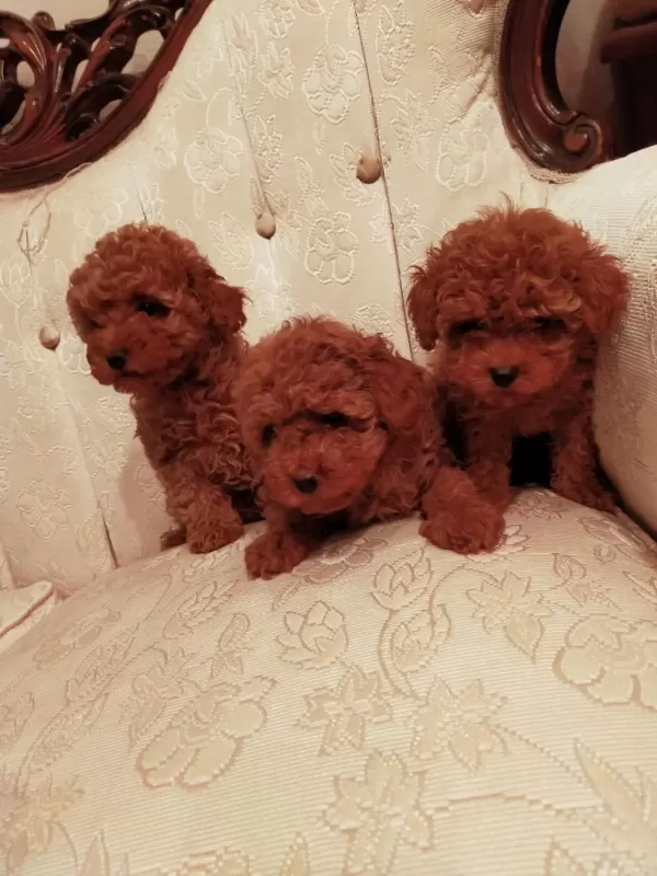 Show Kalite Redbrown Kore Toy Poodle Yavrularımız