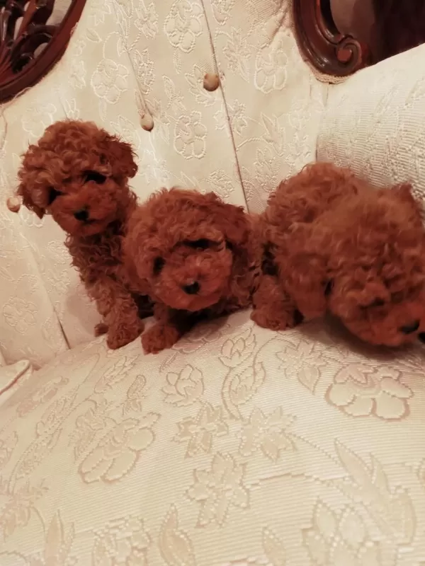 Show Kalite Redbrown Kore Toy Poodle Yavrularımız