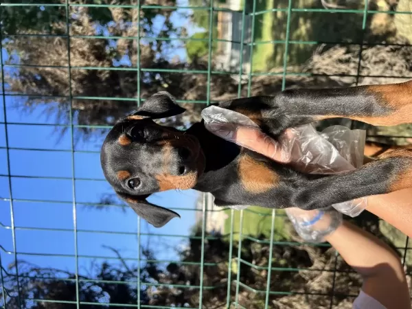 Anatomi Harikası Doberman Yavrular