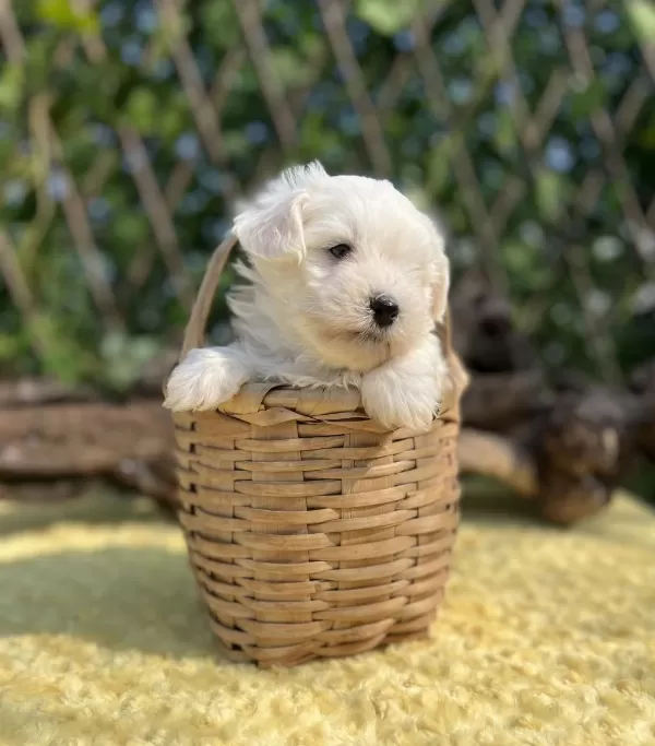 Kar Beyaz İrk Garantili Maltese Terrier Yavrular