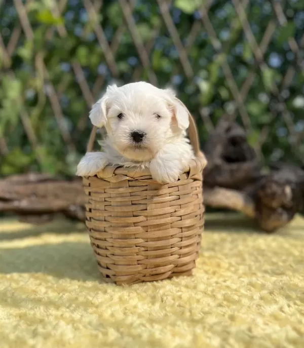 Kar Beyaz İrk Garantili Maltese Terrier Yavrular