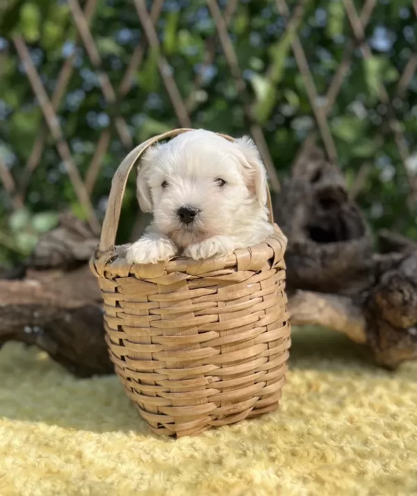 Kar Beyaz İrk Garantili Maltese Terrier Yavrular