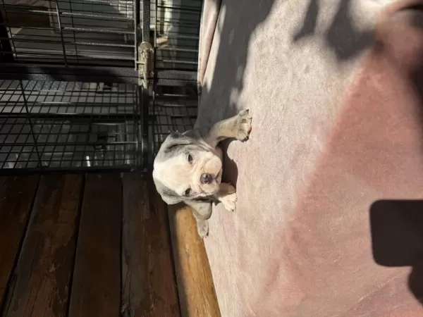 Egzotik Şecereli Muhteşem Anatomi İngiliz Bulldog