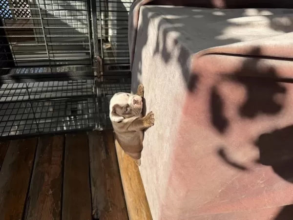 Egzotik Şecereli Muhteşem Anatomi İngiliz Bulldog