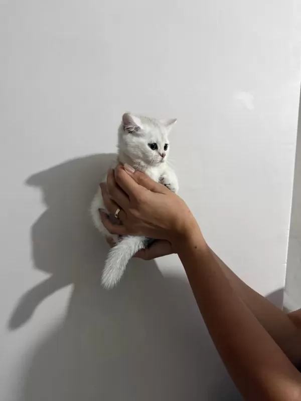 British Shorthair Yavru Kedisi