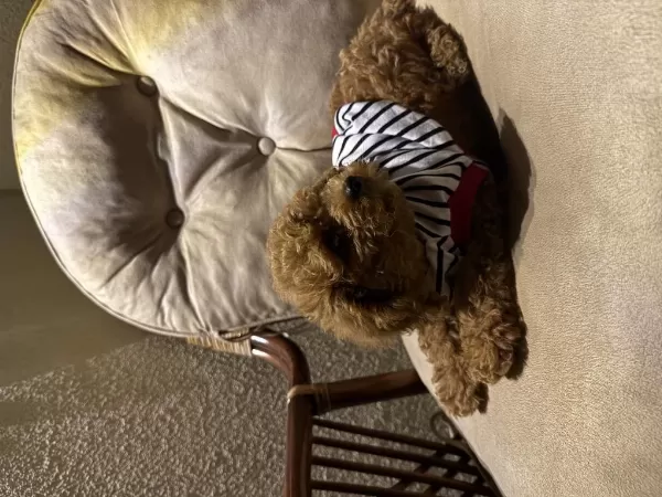 Sağlıklı Toy Poodle 2 Aylık