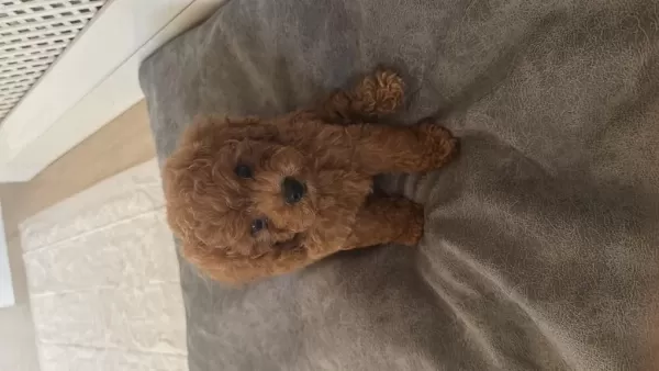 Sağlıklı Toy Poodle 2 Aylık