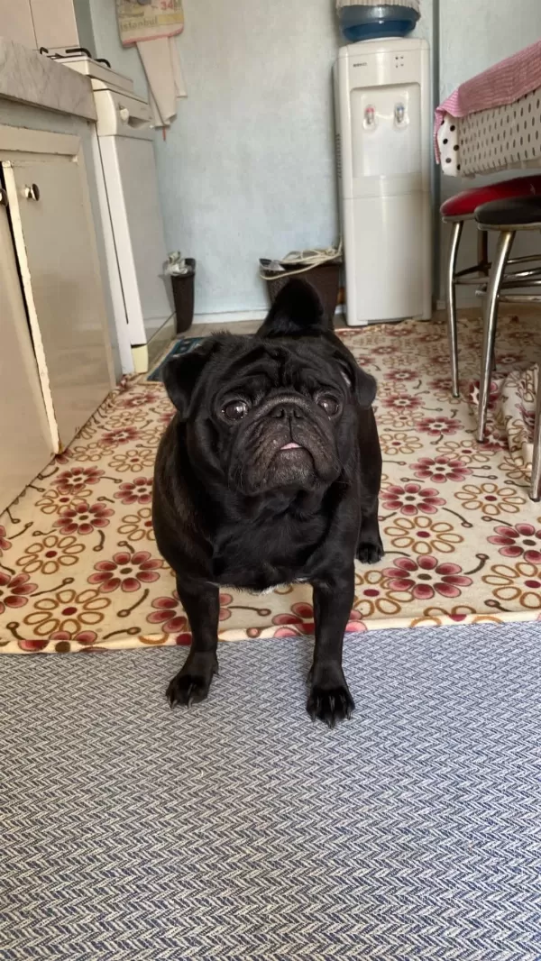 Ücretsiz Sahiplendirme Pug Köpeği