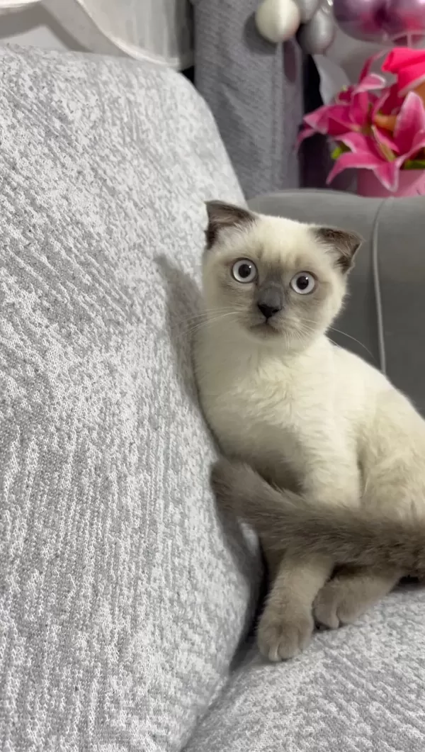 Harika Scottish Fold Erkek