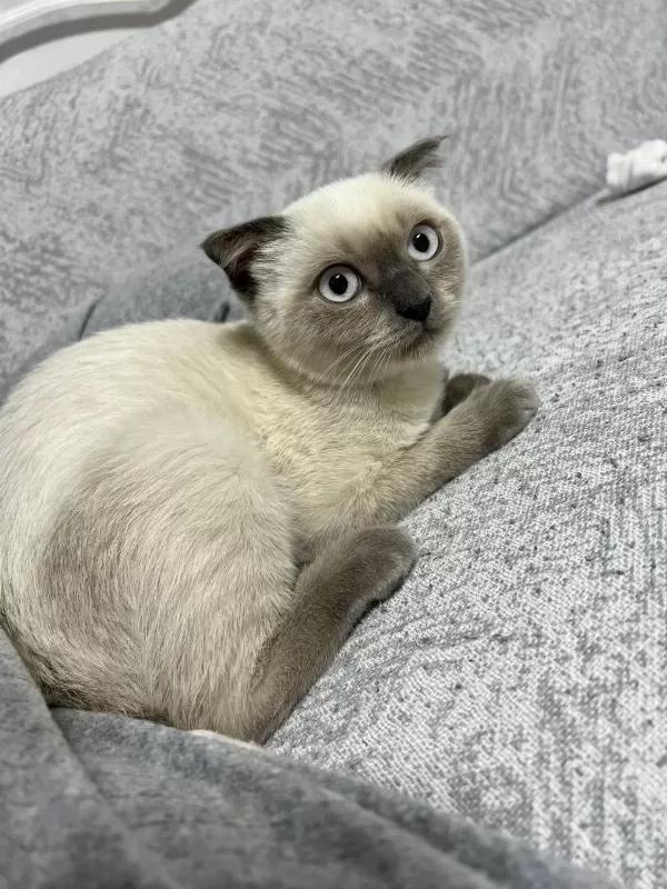 Harika Scottish Fold Erkek