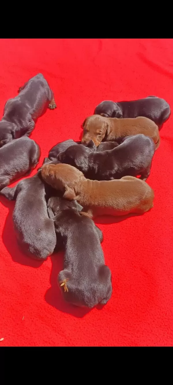 A Şecereli Rezerveye Açık Dev Doberman Yavrular