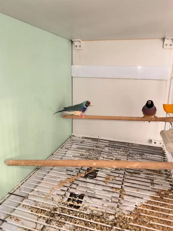 Gökkuşağı İspinozu Goldian Finch