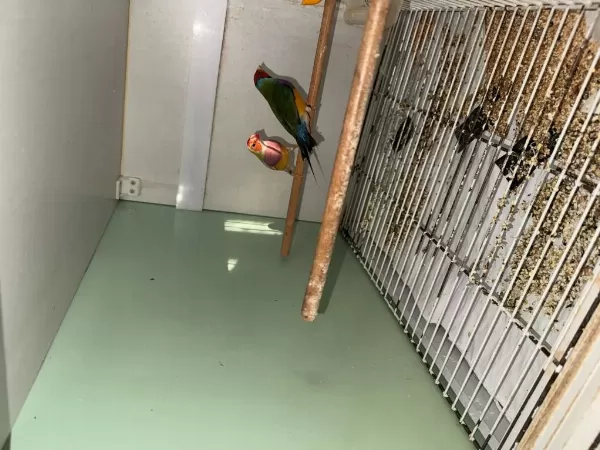 Gökkuşağı İspinozu Goldian Finch
