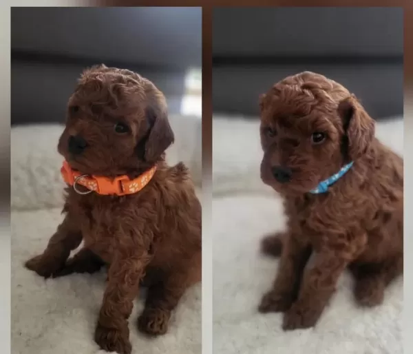 Aşili Pasaportlu Mikro Çipli Toy Poodle Minikler