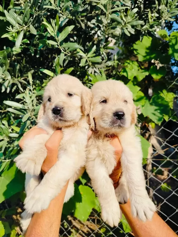 Baby Face Golden Retriever Yavruları