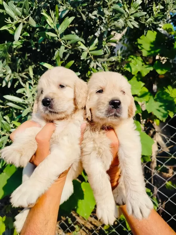 Baby Face Golden Retriever Yavruları