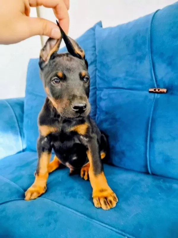 Siyah Ve Kızıl Doberman Yavruları