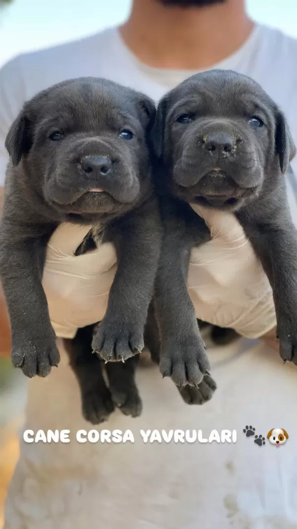 Üst Seviye Cane Corso Yavrulari