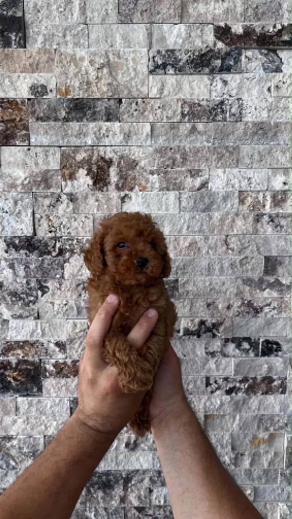 Mikrochipli Red Brown Orjinal Kore Kan Poodle Yavrular