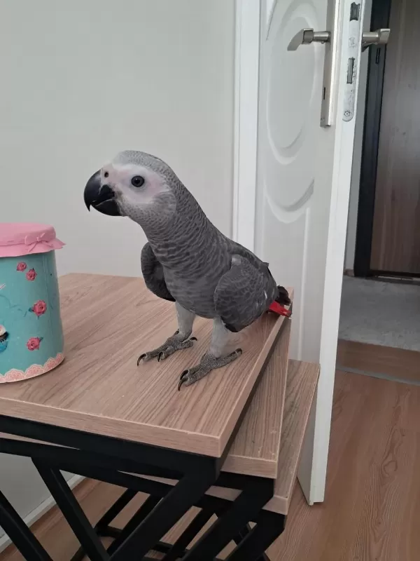 Özel Bebek Jako Jumbo Boy Jako Papağani
