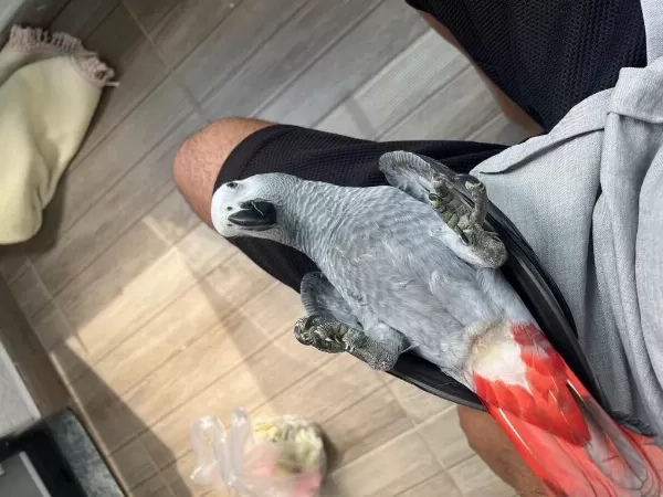 Özel Bebek Jako Jumbo Boy Jako Papağani