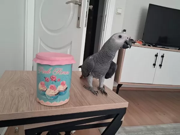 Özel Bebek Jako Jumbo Boy Jako Papağani